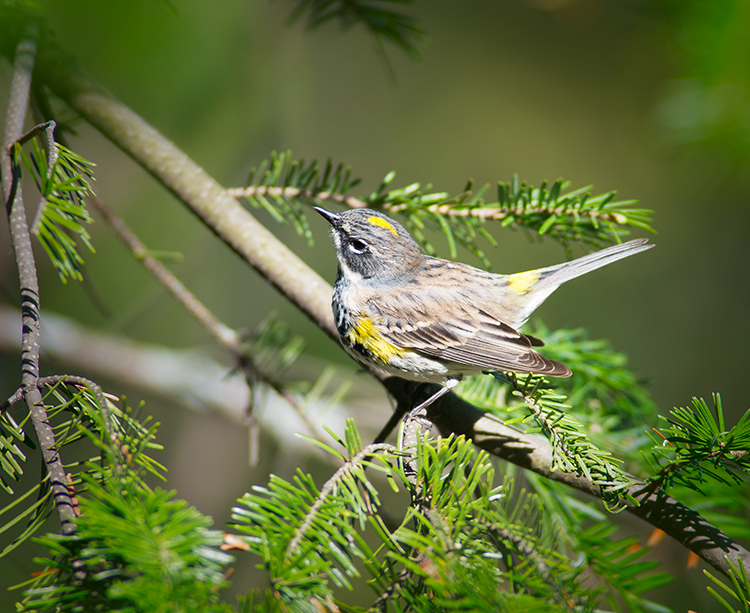 Yellow Rumped Warbler
