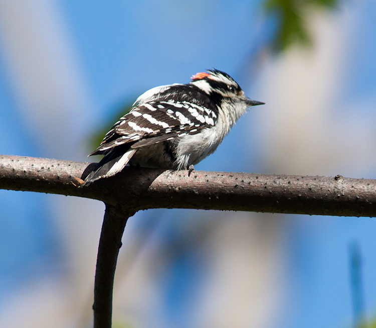 Downey Woodpecker