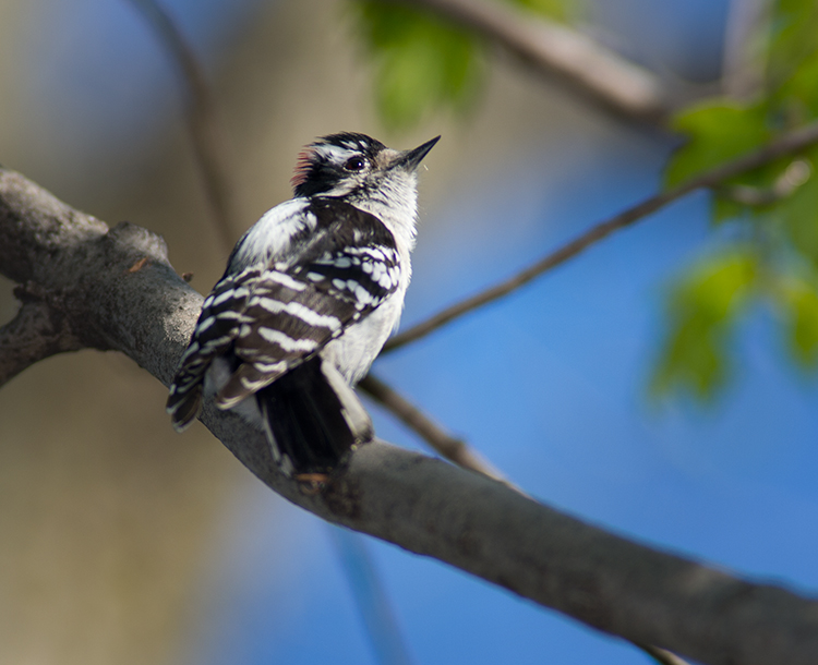 Downey Woodpecker