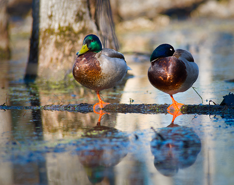 Mallard