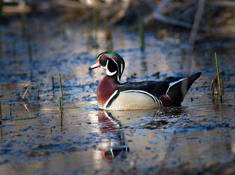 Wood Duck