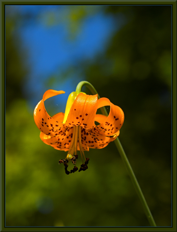 Lilium columbianum