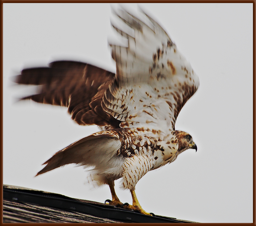 Young red-tail takeoff