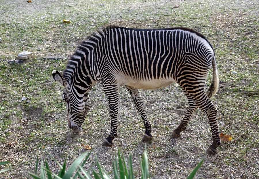 7339_grevy.JPG