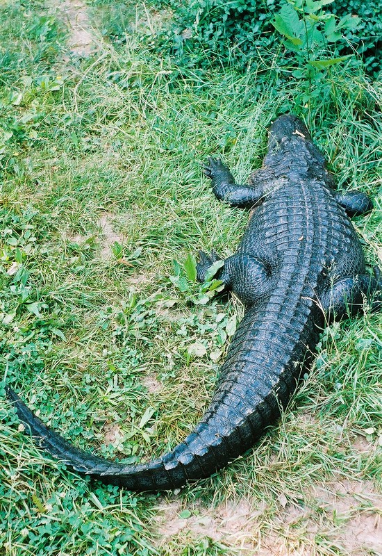 gator1.JPG
