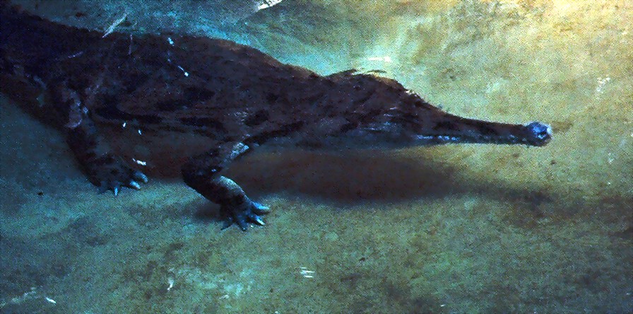 04crocodilian.jpg