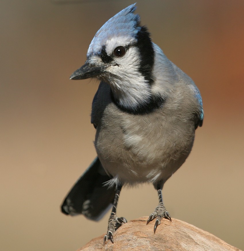 Blue Jay