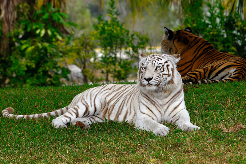 White Bengel Tiger