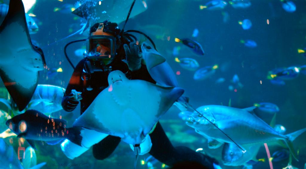 Feeding the Aquarium