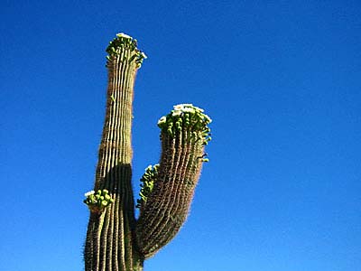 Valley of the Sun