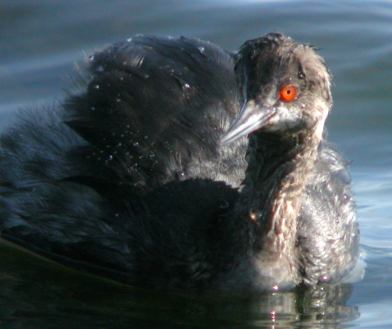 Eared Grebe