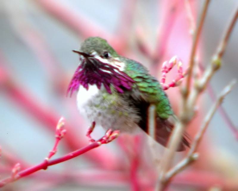 Calliope Hummingbird