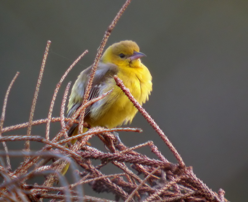 Orchard Oriole