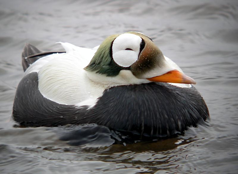 Spectacled Eider