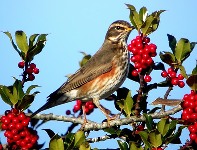 Redwing Drinking