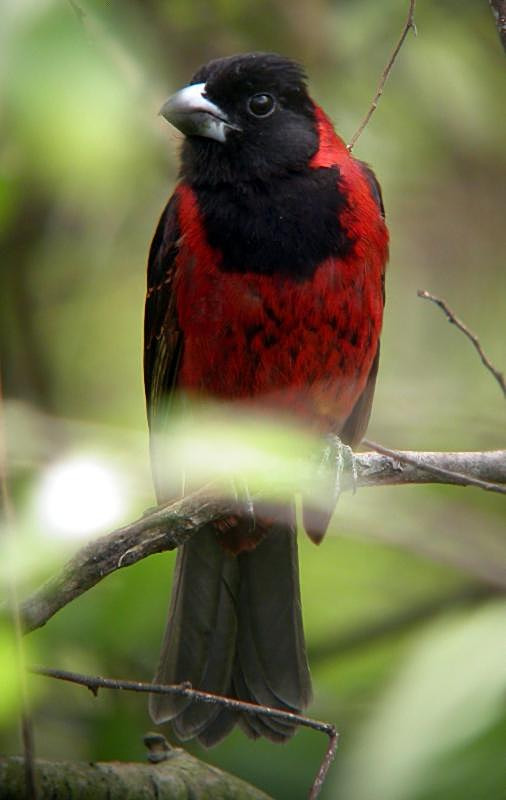 Crimson-collared Grosbeak