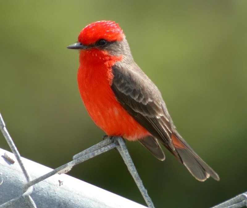 Vermilion Flycatcher