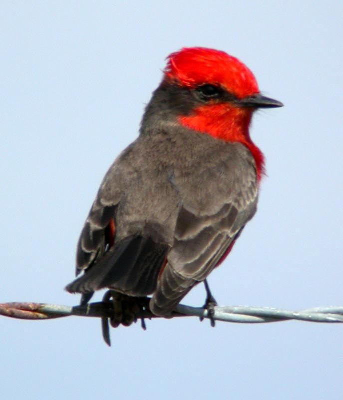 Vermilion Flycatcher