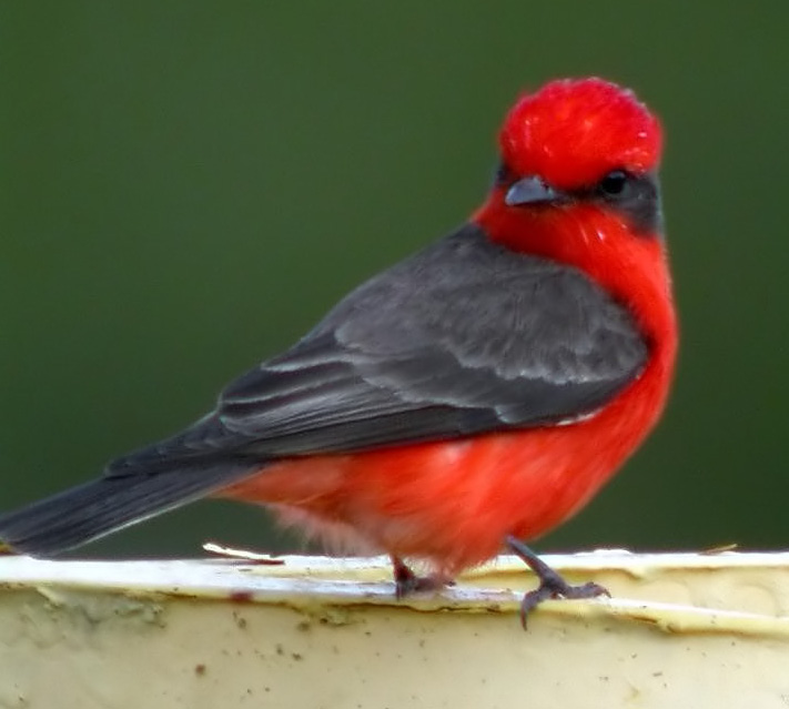 Vermilion Flycatcher