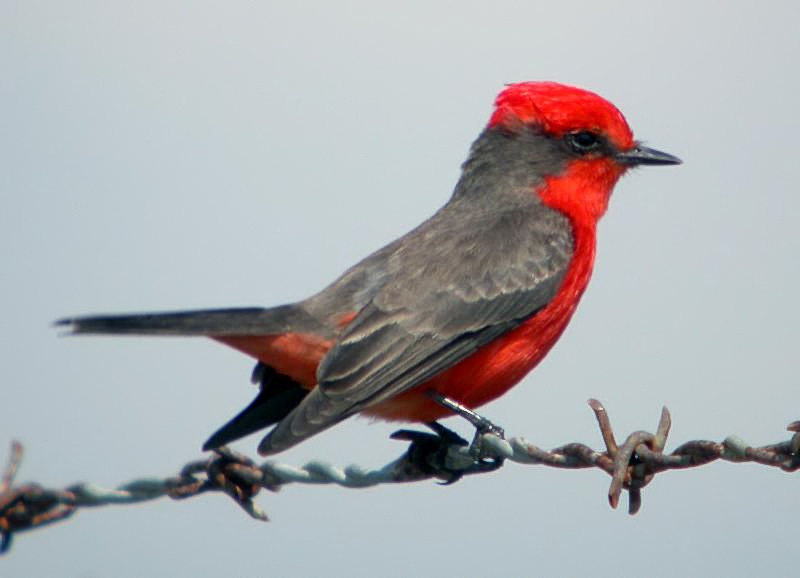 Vermilion Flycatcher