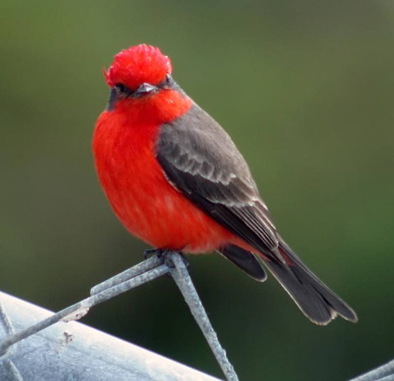 Vermilion Flycatcher