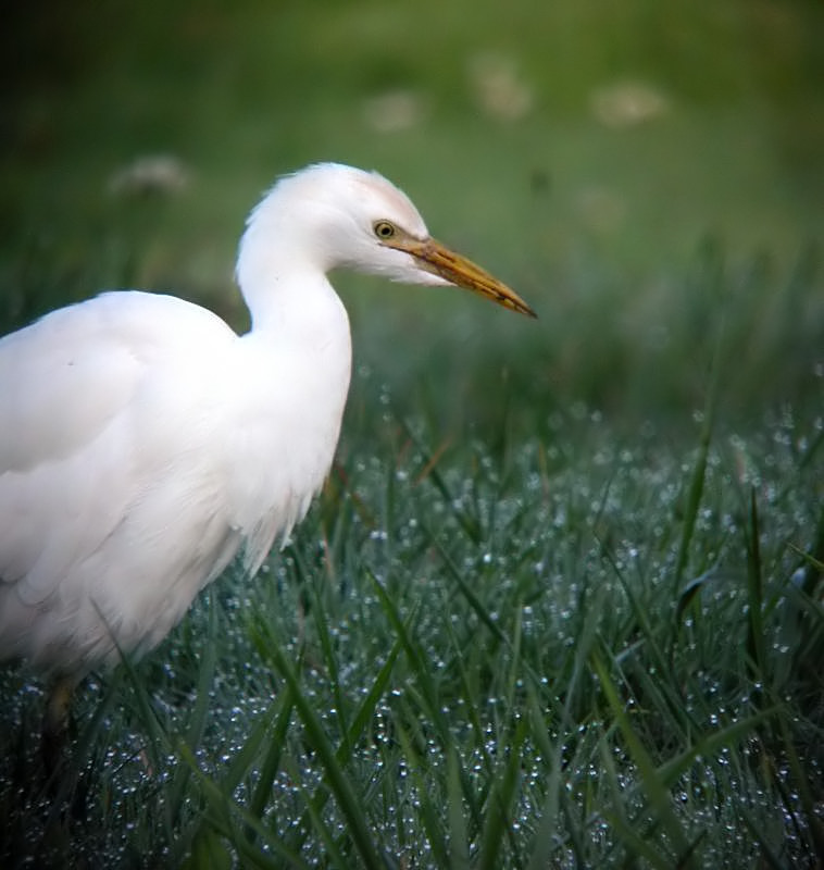 Cattle Egret