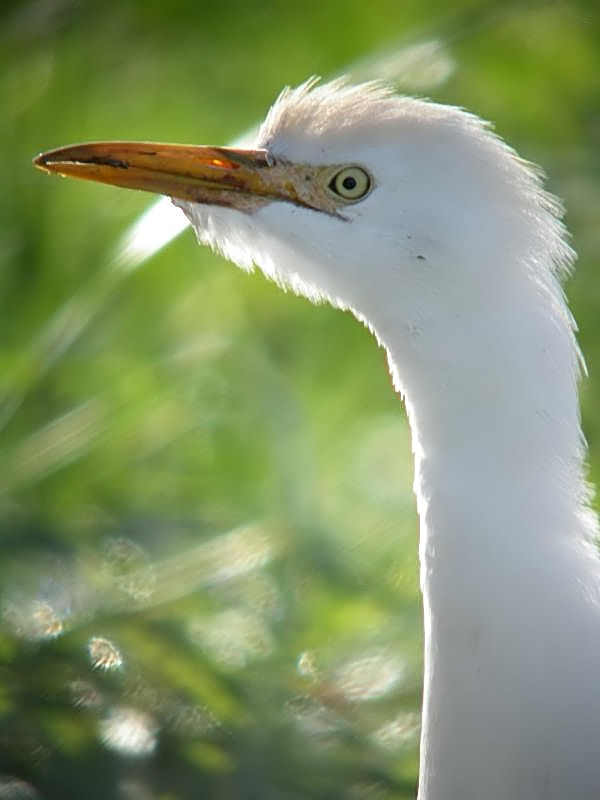 Cattle Egret