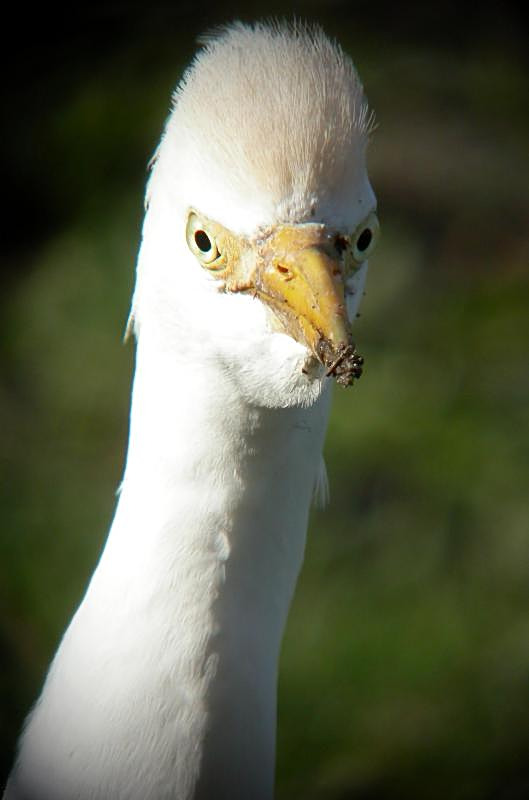 Cattle Egret