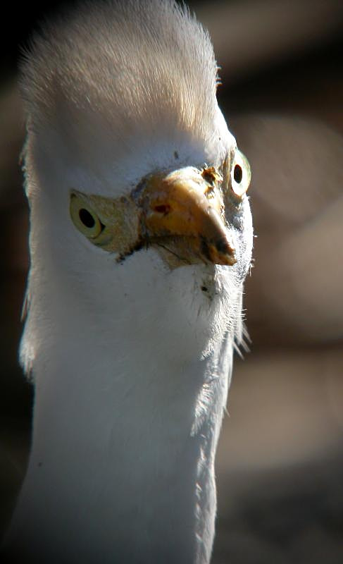 Cattle Egret