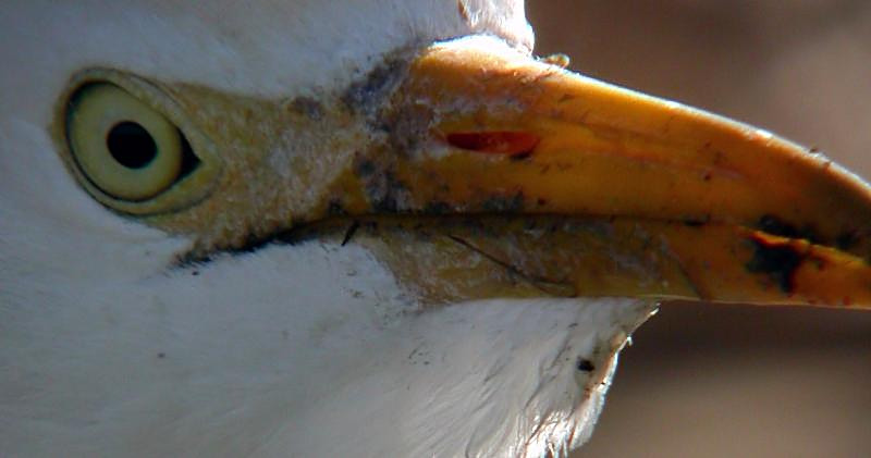 Cattle Egret