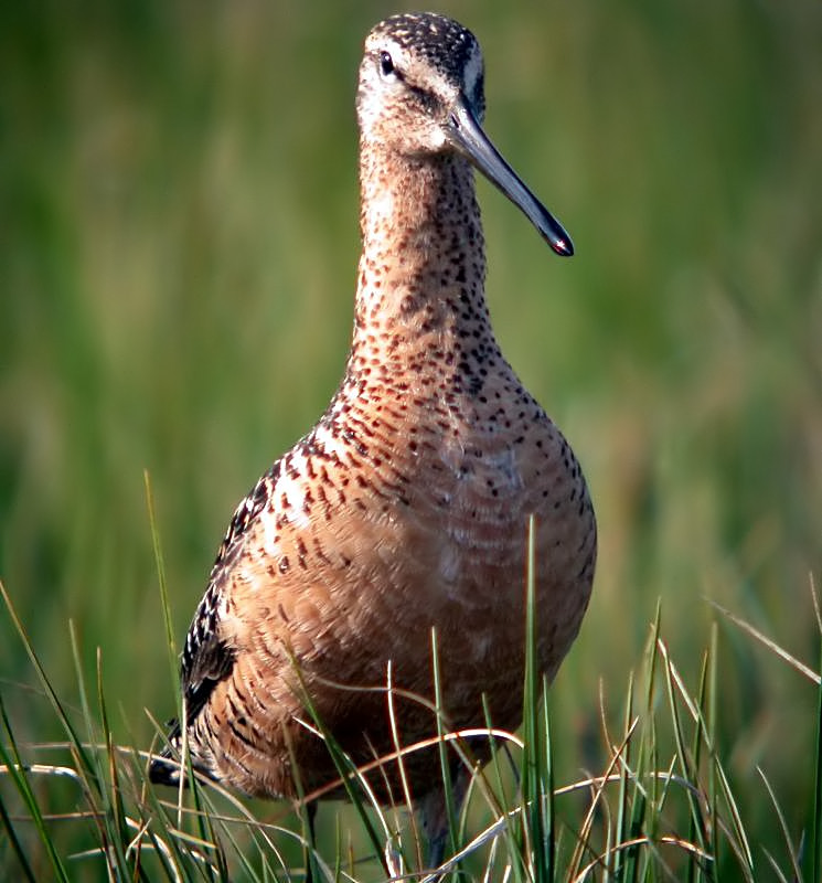 Long-billed Dowitcher