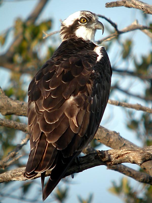 Osprey