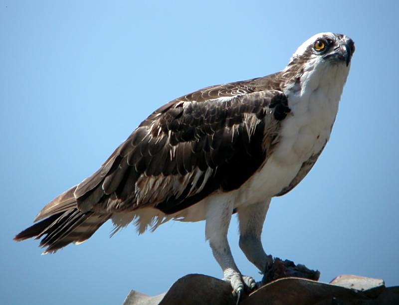 Osprey