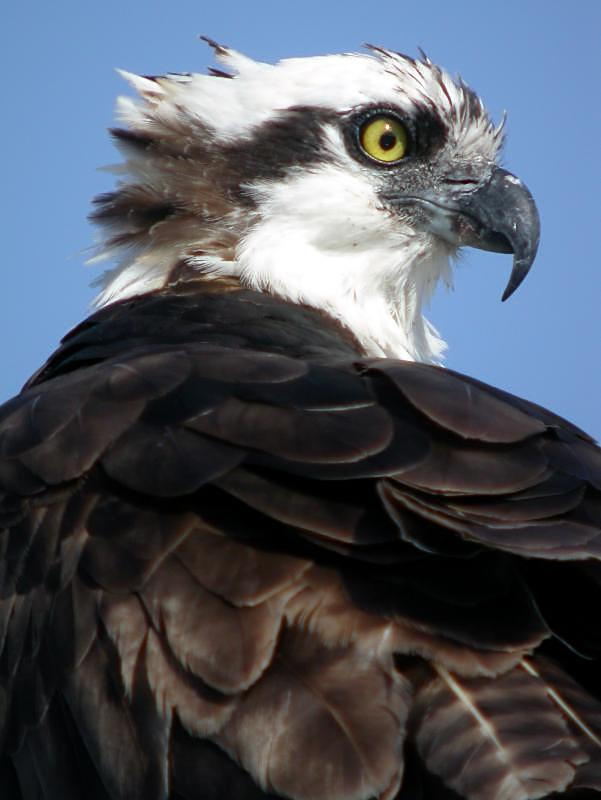 Osprey