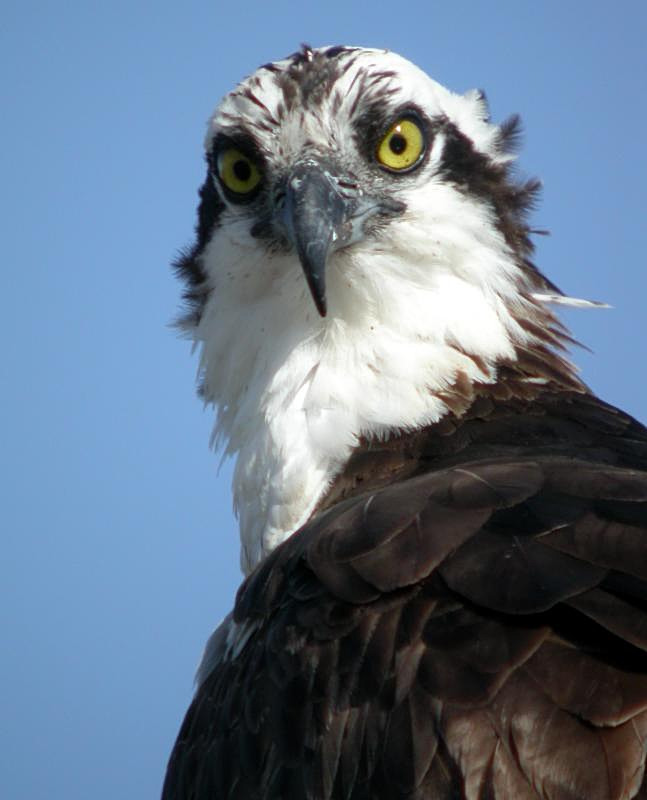 Osprey