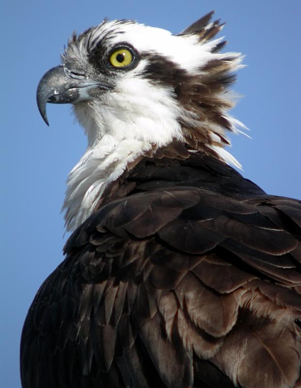 Osprey
