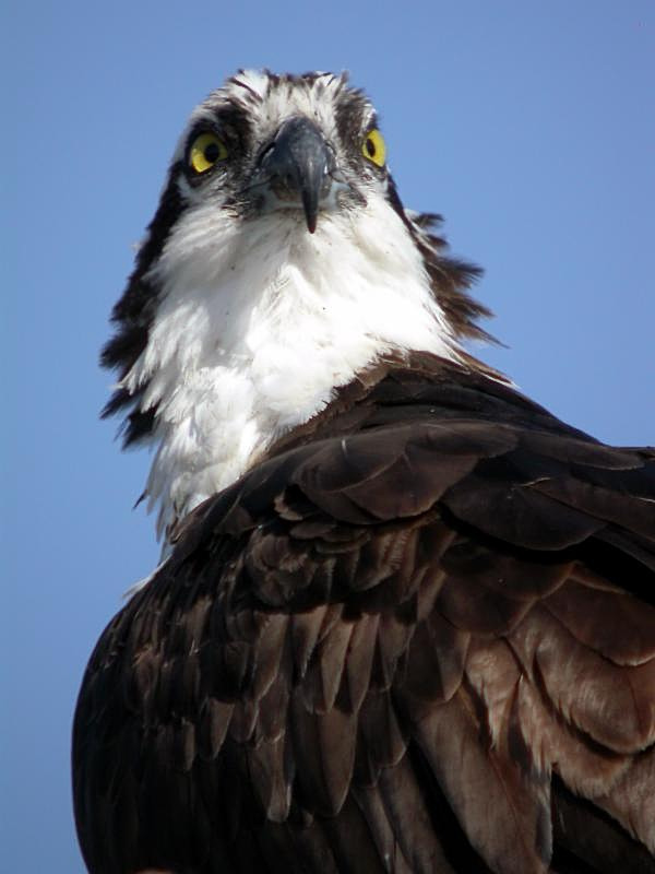 Osprey