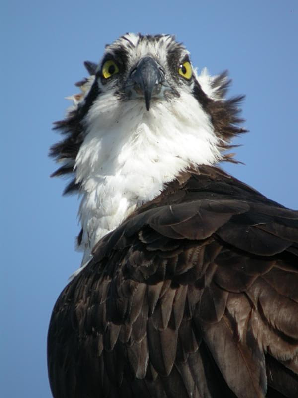 Osprey