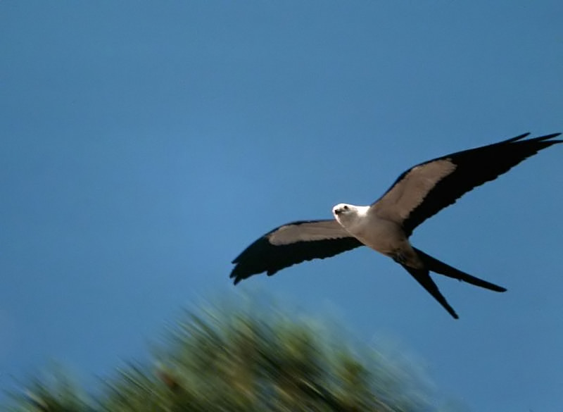 Kites