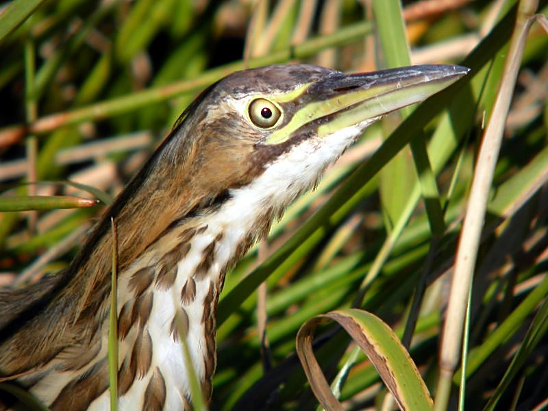 American Bittern