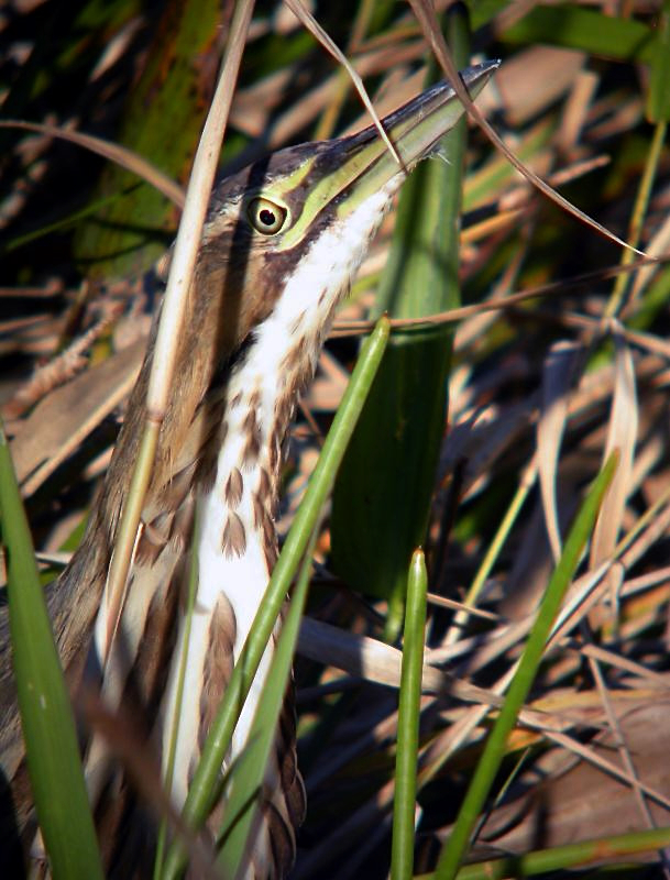 American Bittern