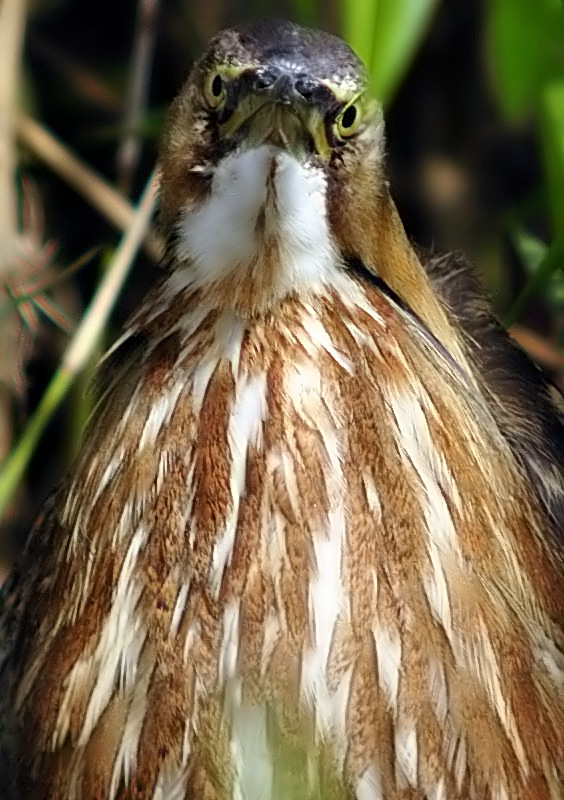 American Bittern