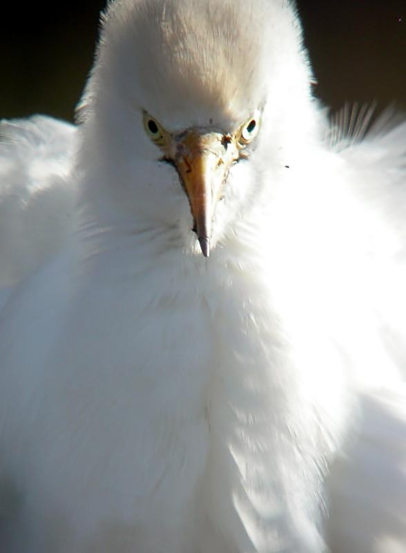 Cattle Egret