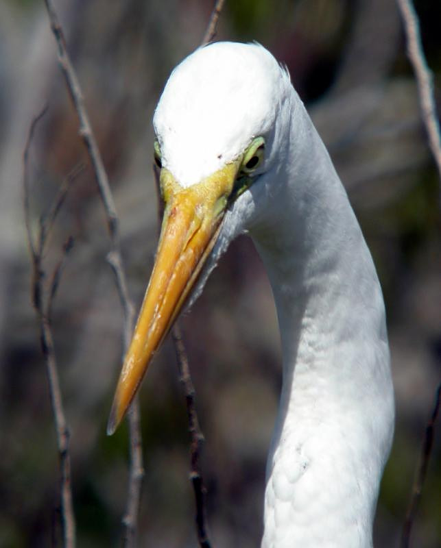 Great Egret