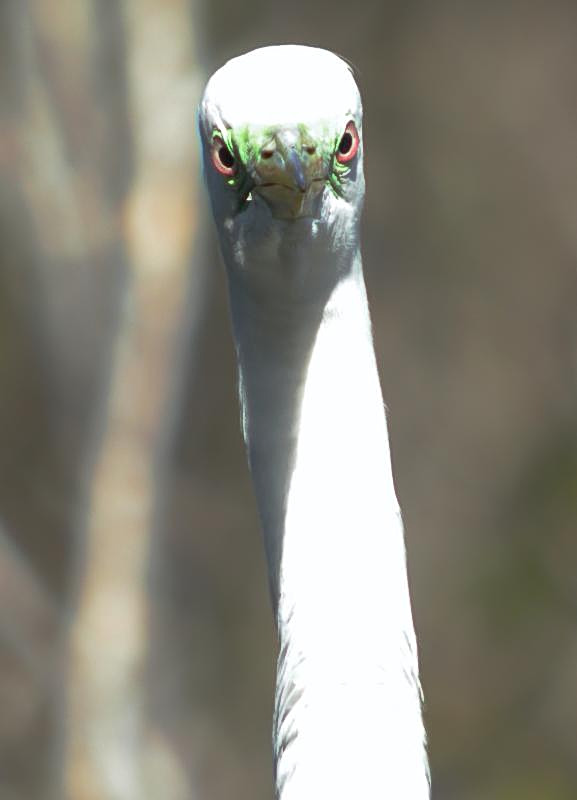 Great Egret