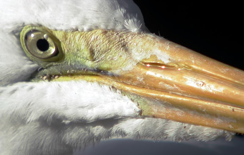 Great Egret