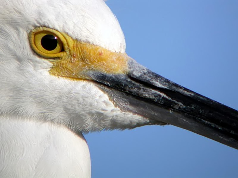 Snowy Egret