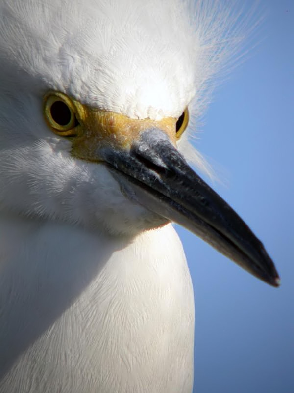 Snowy Egret