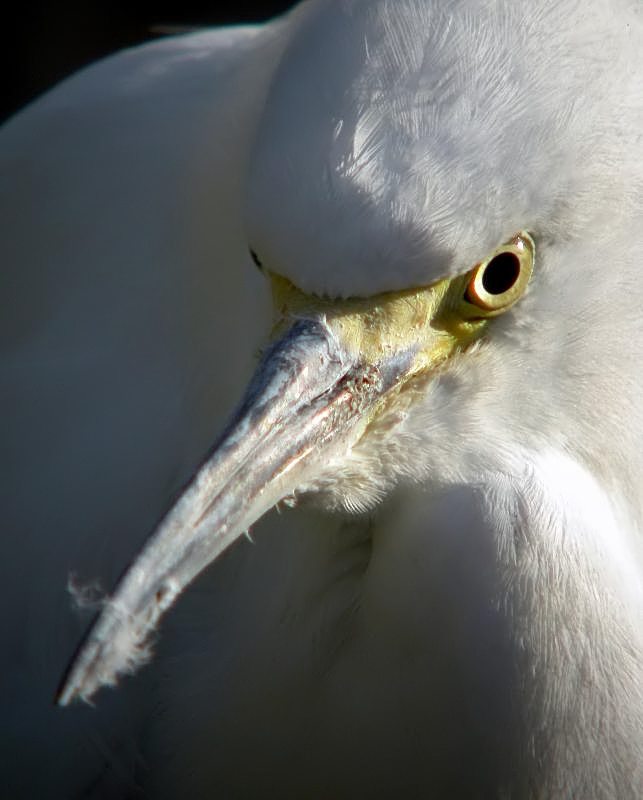 Snowy Egret