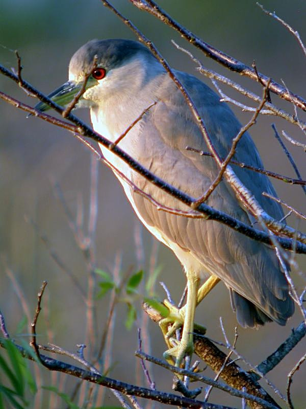 Black-crowned Night Heron